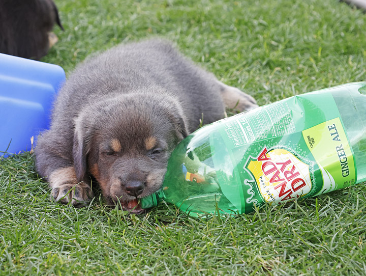 chinook dog